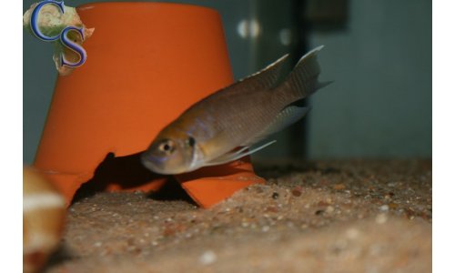 Neolamprologus calliurus